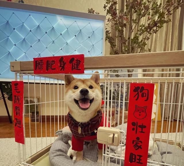 贴对联啦快来给你家毛孩子也贴副对联吧