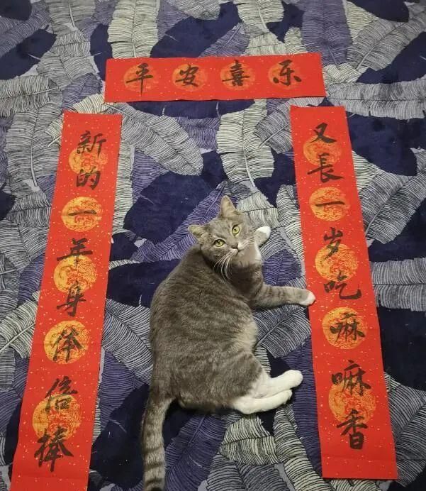 贴对联啦快来给你家毛孩子也贴副对联吧