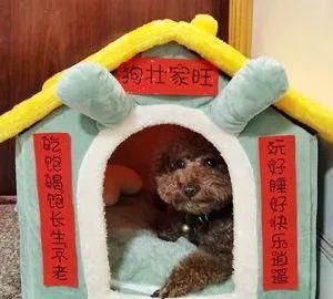 贴对联啦快来给你家毛孩子也贴副对联吧