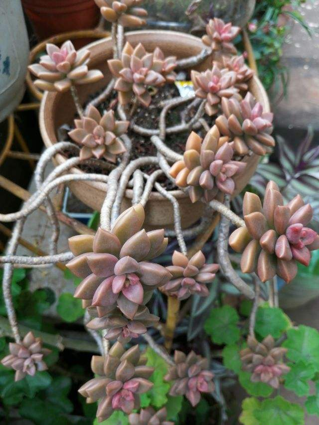 姬胧月掰个叶子,直接平放在土上,一周就生根|叶片|养护|施肥_新浪新闻