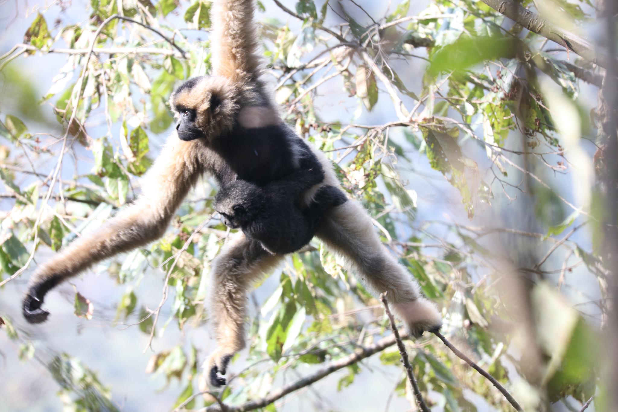 云南永德监测到3群10余只西黑冠长臂猿滇西亚种