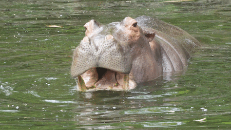 等猛兽在自然状态下的风采,也可以在步行区观赏狮虎兽,亚洲象,长颈鹿