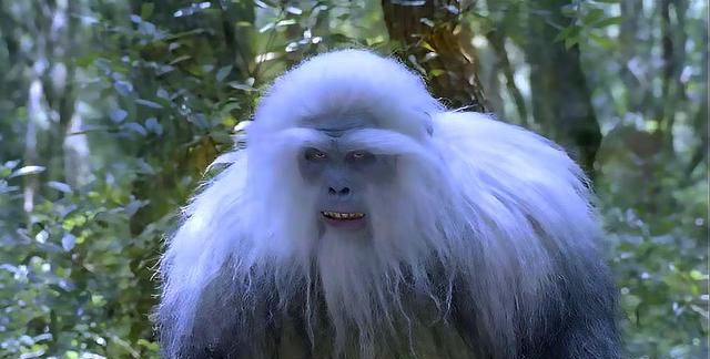 斗罗真人版八蛛矛变四蛛矛泰坦巨猿成小猴唐昊是幕后黑手