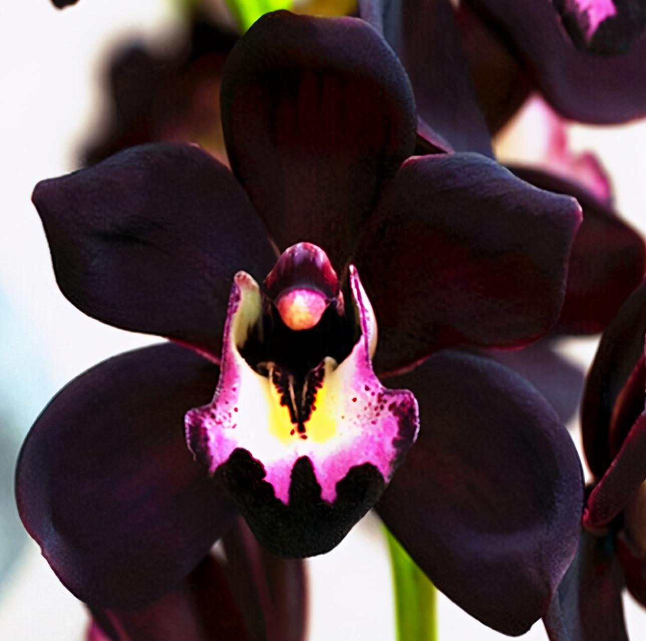 这款兰花很神秘花色即罕见又高雅家里养一盆