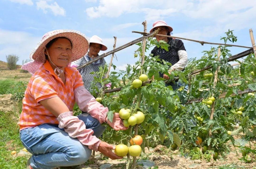 返乡农民回家创业,推荐三个行业,比在外打工要赚的多,可以试试