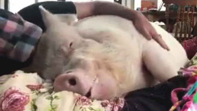 657_371gif 动态图 动图