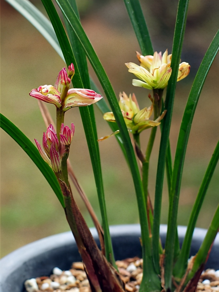 兰花界的老将富山奇蝶花瓣多达十几片