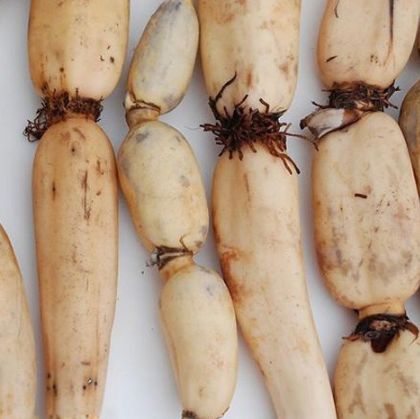 买莲藕要看仔细了七孔和九孔的差别很大买错了口感差很远