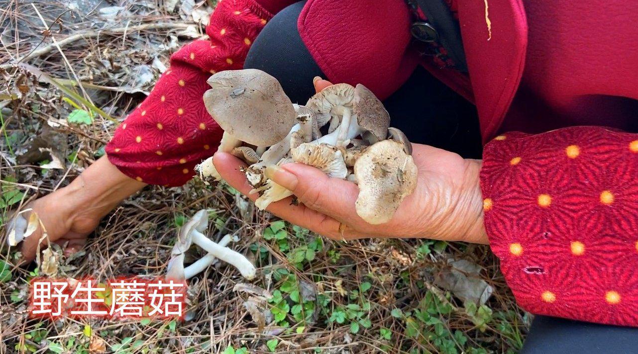 农村人山上找,张家界人叫"丝茅菌"