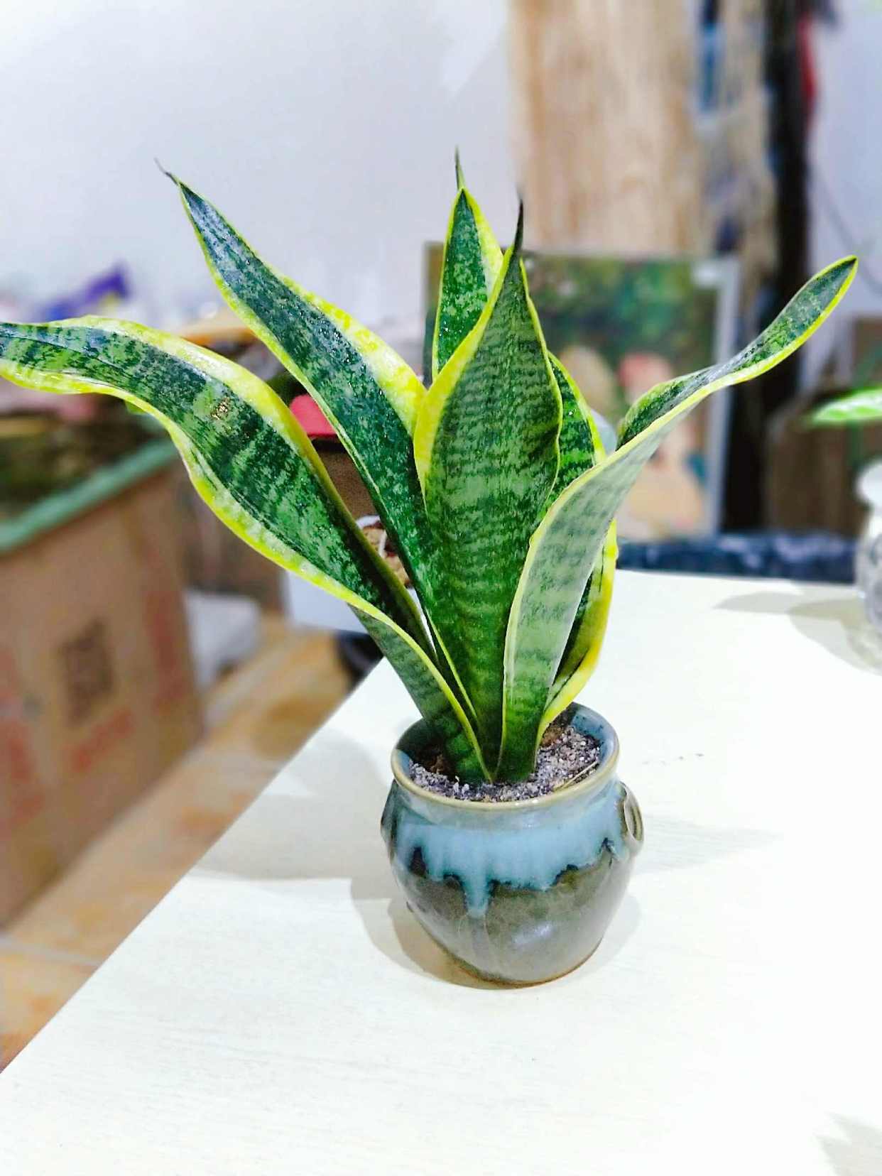 虎皮兰养护有高招土里埋点黄豆3月不用施肥一样长好