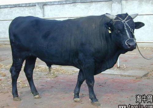 张韶涵身着wecouture红色胸衣式连身中裙亮相