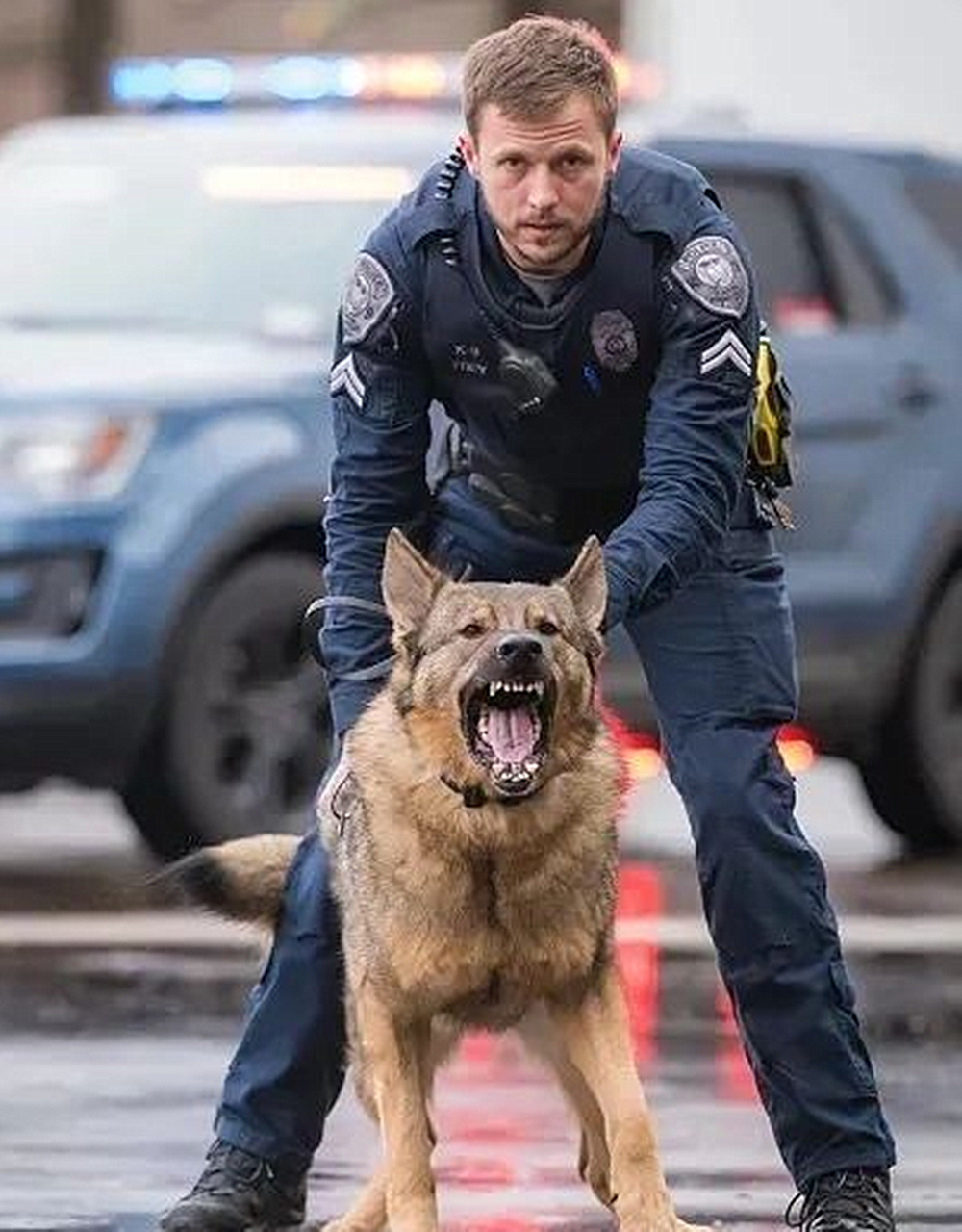 本来是凶猛警犬,自妹妹出生后,感觉走错片场了:说好的高冷呢