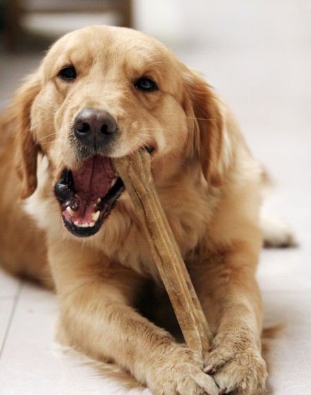 你多久没给狗狗补钙了?教你两招,狗狗不缺钙!|狗狗|狗粮|钙质_新浪新