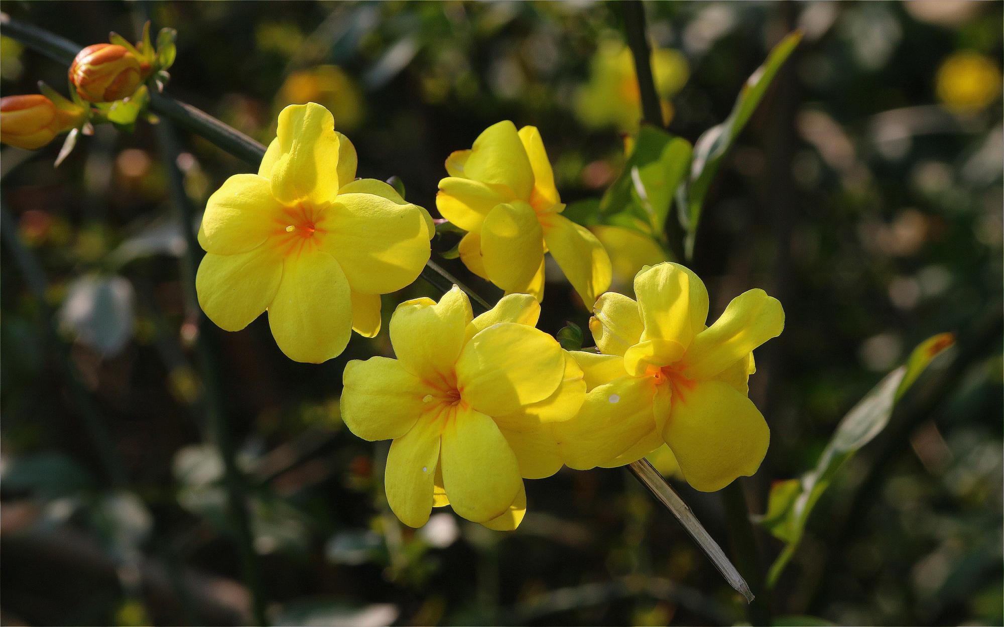 迎春花|月季|花卉_新浪新闻