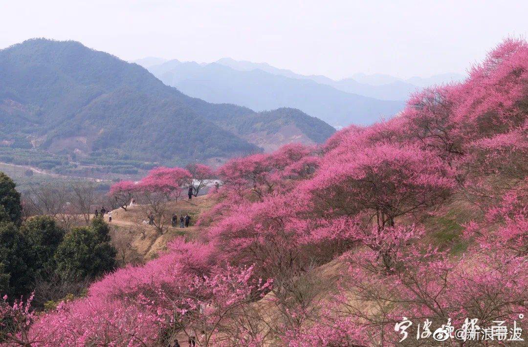 宁波梅花村图片