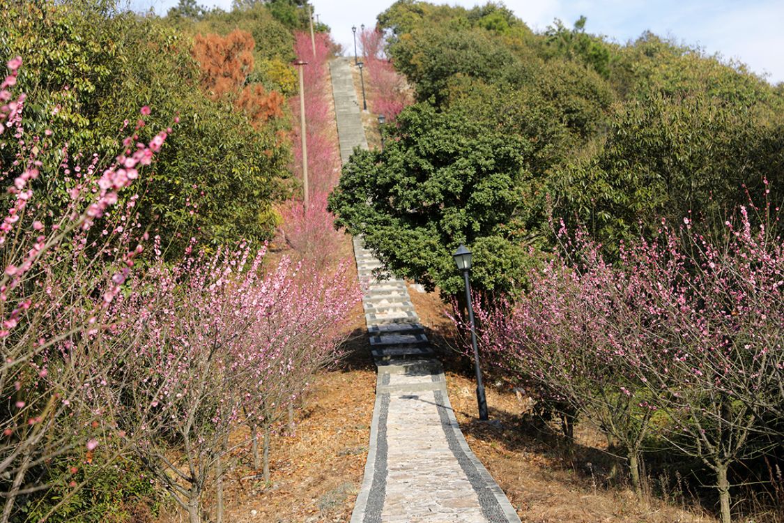 松岙梅园,北望风车公路,南望海,浪漫步道,梅花相伴