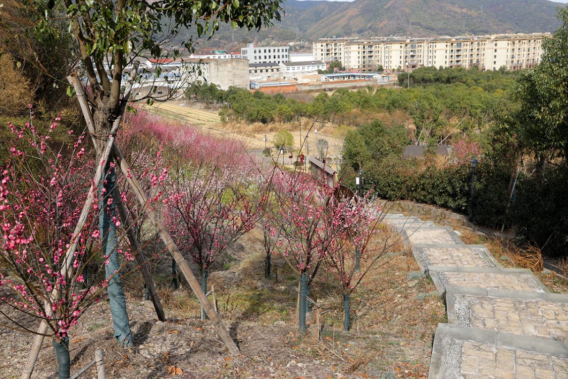 松岙梅园,北望风车公路,南望海,浪漫步道,梅花相伴
