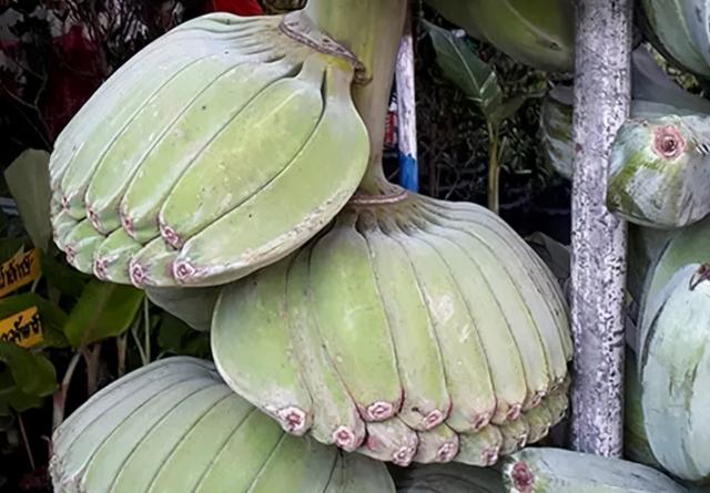 水果知识这都是什么奇异水果以下全见过的算我输