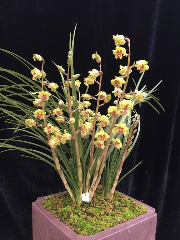 最有仙气的兰花花型晶莹剔透香味浓郁持久