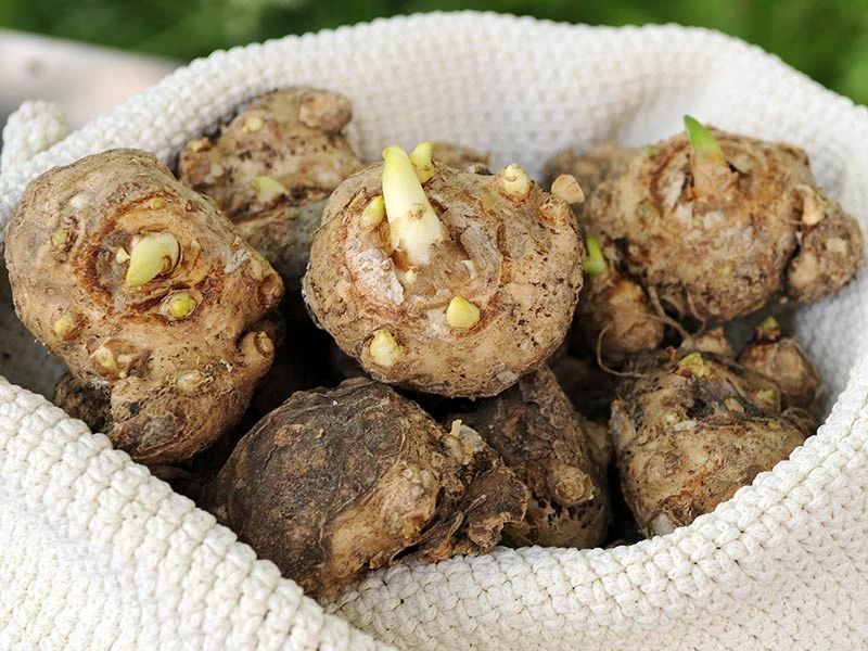 花朵像假花,夏季就枯萎了|彩色马蹄莲|盆栽|块茎_新浪新闻