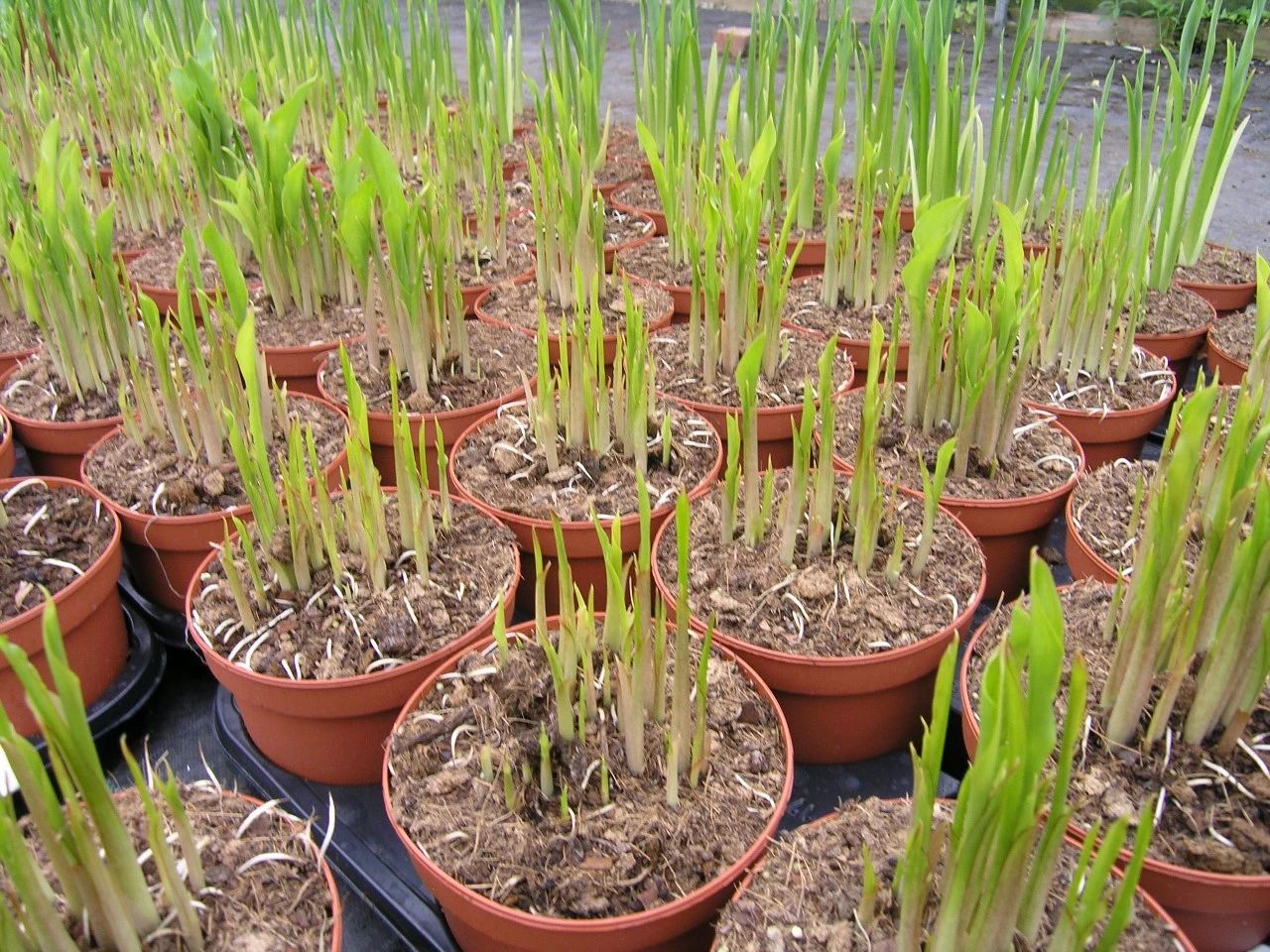 花朵像假花,夏季就枯萎了|彩色马蹄莲|盆栽|块茎_新浪新闻