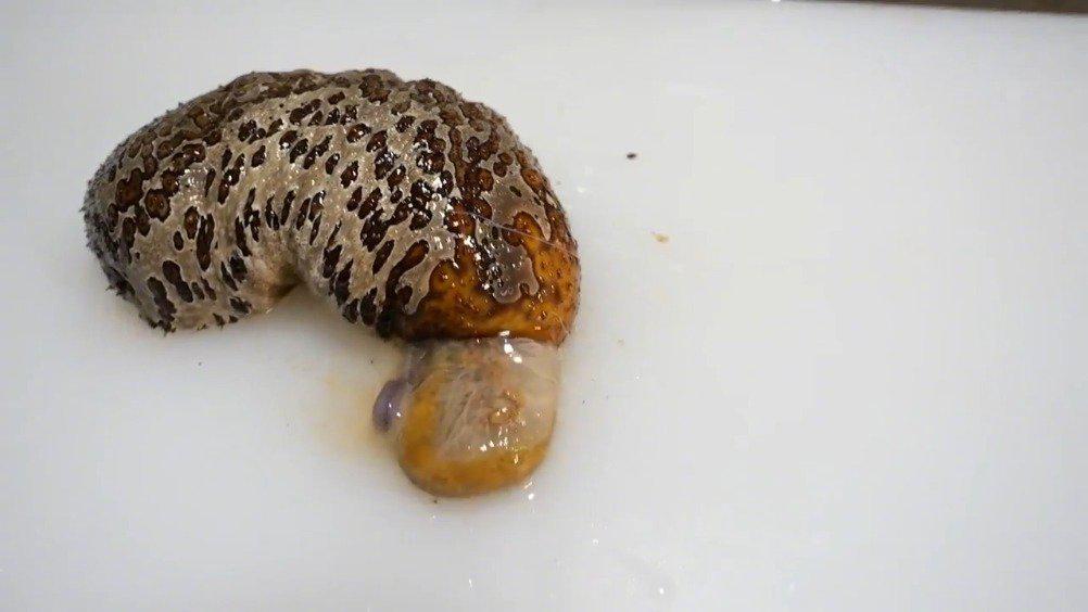 刚捕的海参,突然吐出了内脏和鱼 吐出内脏是种防御机制