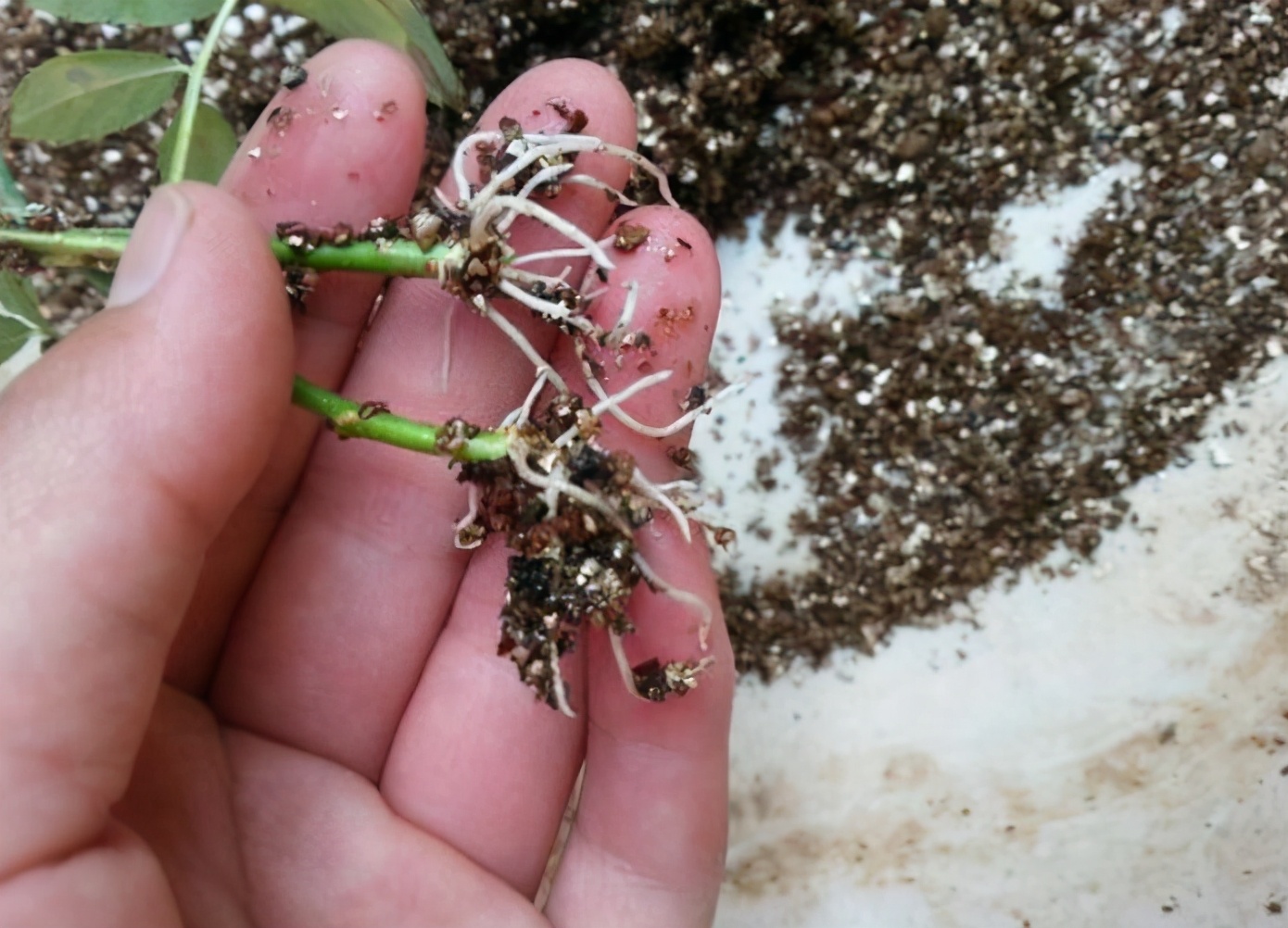 春天扦插需要"生根水",没买的可以自己做,有需要的赶紧去准备