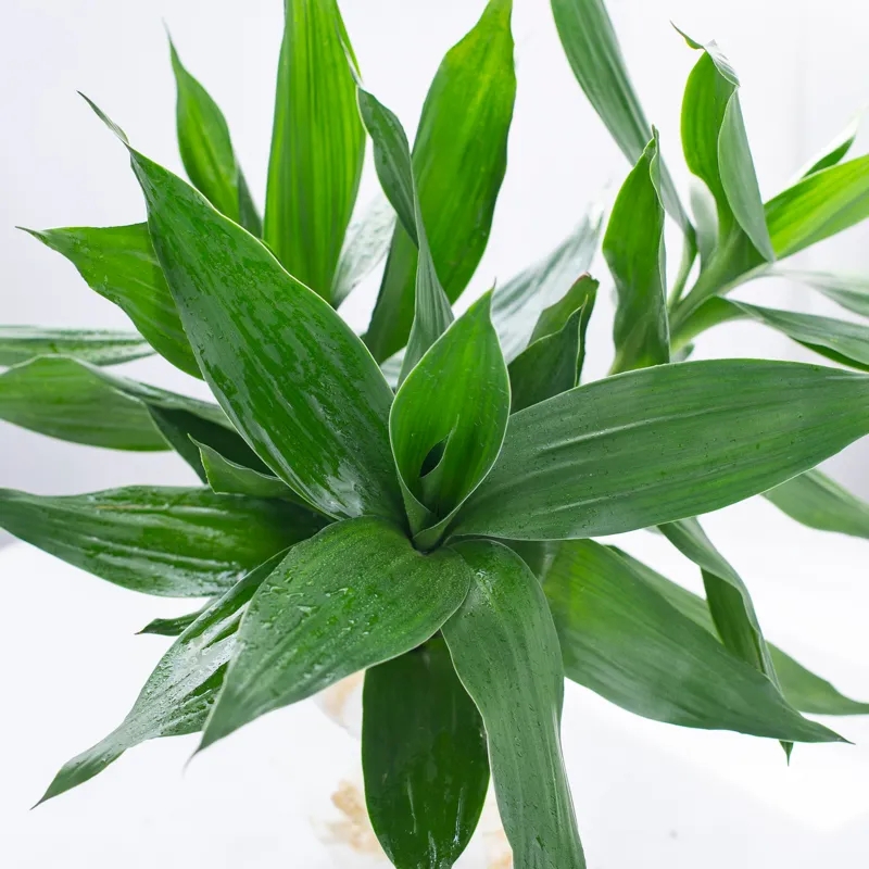 3种镇宅辟邪的植物好养又吉祥家里快种一盆