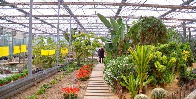 上午,记者在麒麟湾生态园看到,植物科普馆内绿意葱茏,200多种植物竞相