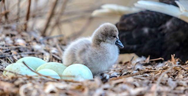河北邯郸新春添新丁一只黑天鹅小宝宝破壳而出萌萌哒