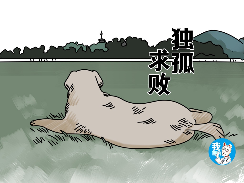 国外动物收容所流浪狗啃食同伴看了心里说不出的难受变相虐待