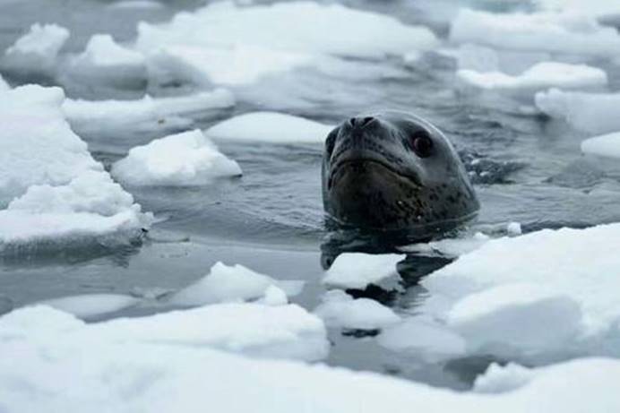 南极洲出现神秘骨架,疑似史前爬行动物,身长达6米|暴风雪|骨架|生物