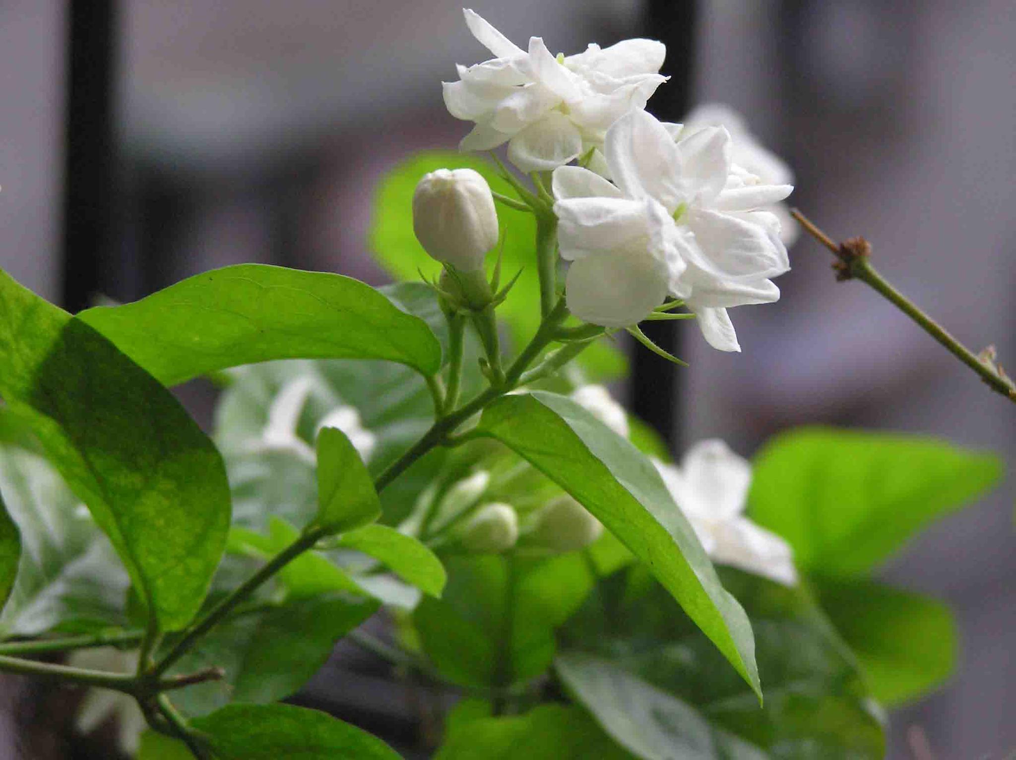 有条件的花友不防收集一些3,施肥栀子花,茶花,茉莉花等等,都属于观花