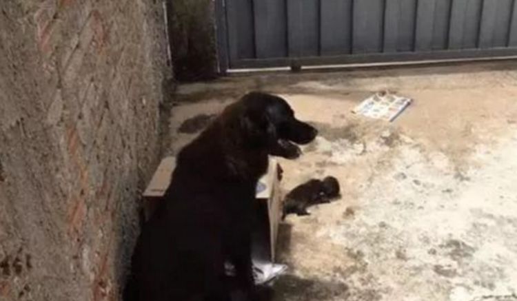 男子收养流浪狗半月后失踪，再相见时带回狗宝宝，男子高兴坏了休闲区蓝鸢梦想 - Www.slyday.coM