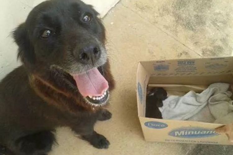 男子收养流浪狗半月后失踪，再相见时带回狗宝宝，男子高兴坏了休闲区蓝鸢梦想 - Www.slyday.coM