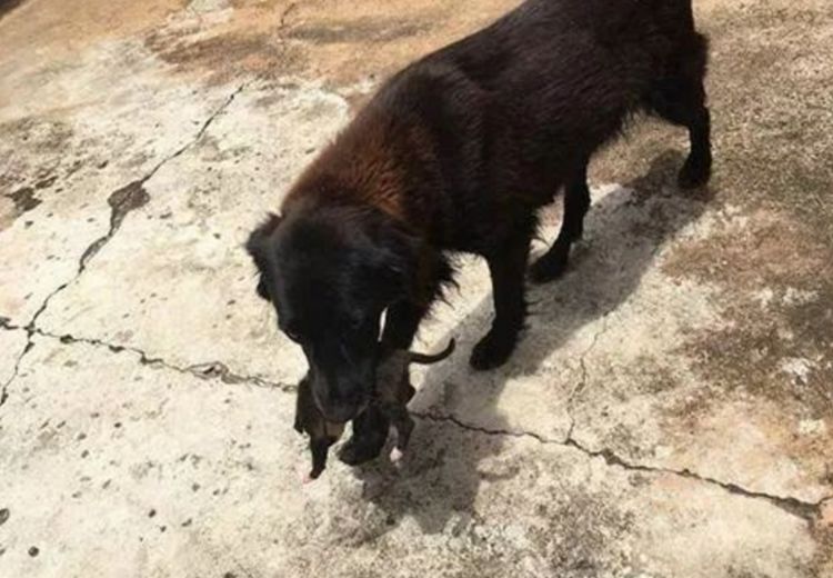 男子收养流浪狗半月后失踪，再相见时带回狗宝宝，男子高兴坏了休闲区蓝鸢梦想 - Www.slyday.coM