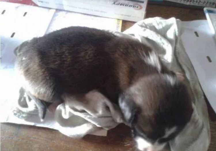 男子收养流浪狗半月后失踪，再相见时带回狗宝宝，男子高兴坏了休闲区蓝鸢梦想 - Www.slyday.coM