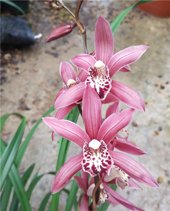 被誉为兰花中贵妃花色红艳香味扑鼻