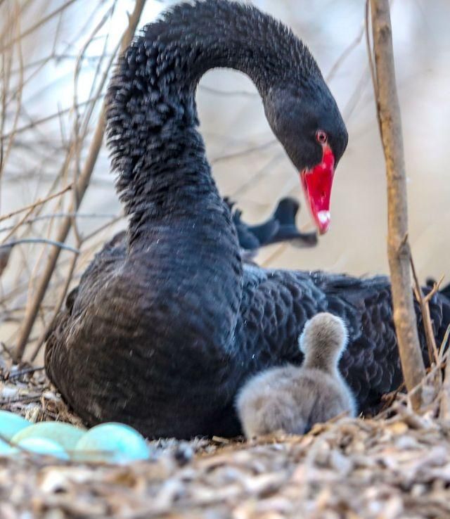 河北邯郸新春添新丁一只黑天鹅小宝宝破壳而出萌萌哒