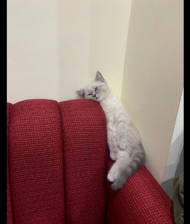 猫咪躲在沙发的角落里整天闷闷不乐的表情一看就是有心事呀