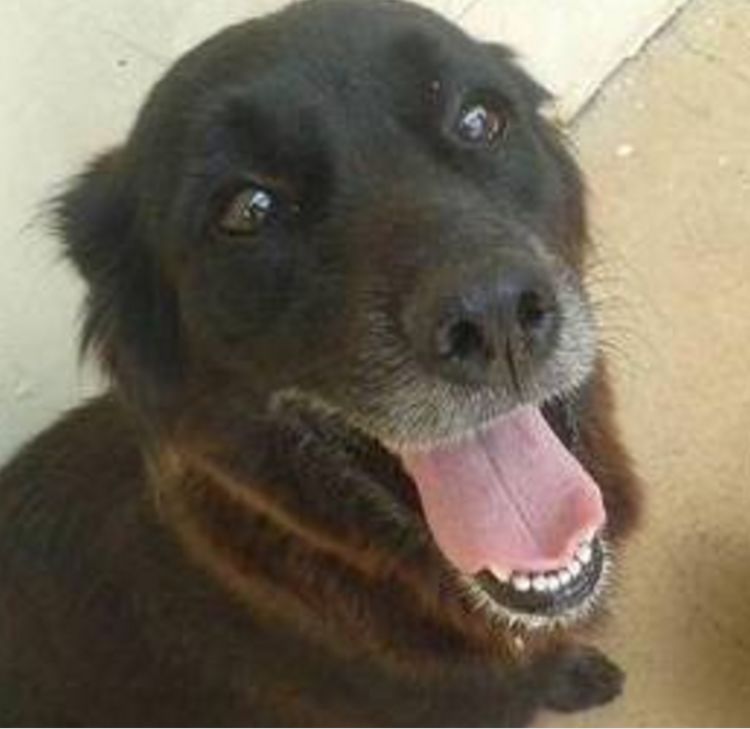 男子收养流浪狗半月后失踪，再相见时带回狗宝宝，男子高兴坏了休闲区蓝鸢梦想 - Www.slyday.coM