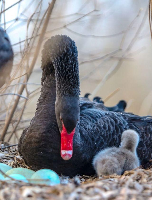 河北邯郸新春添新丁一只黑天鹅小宝宝破壳而出萌萌哒