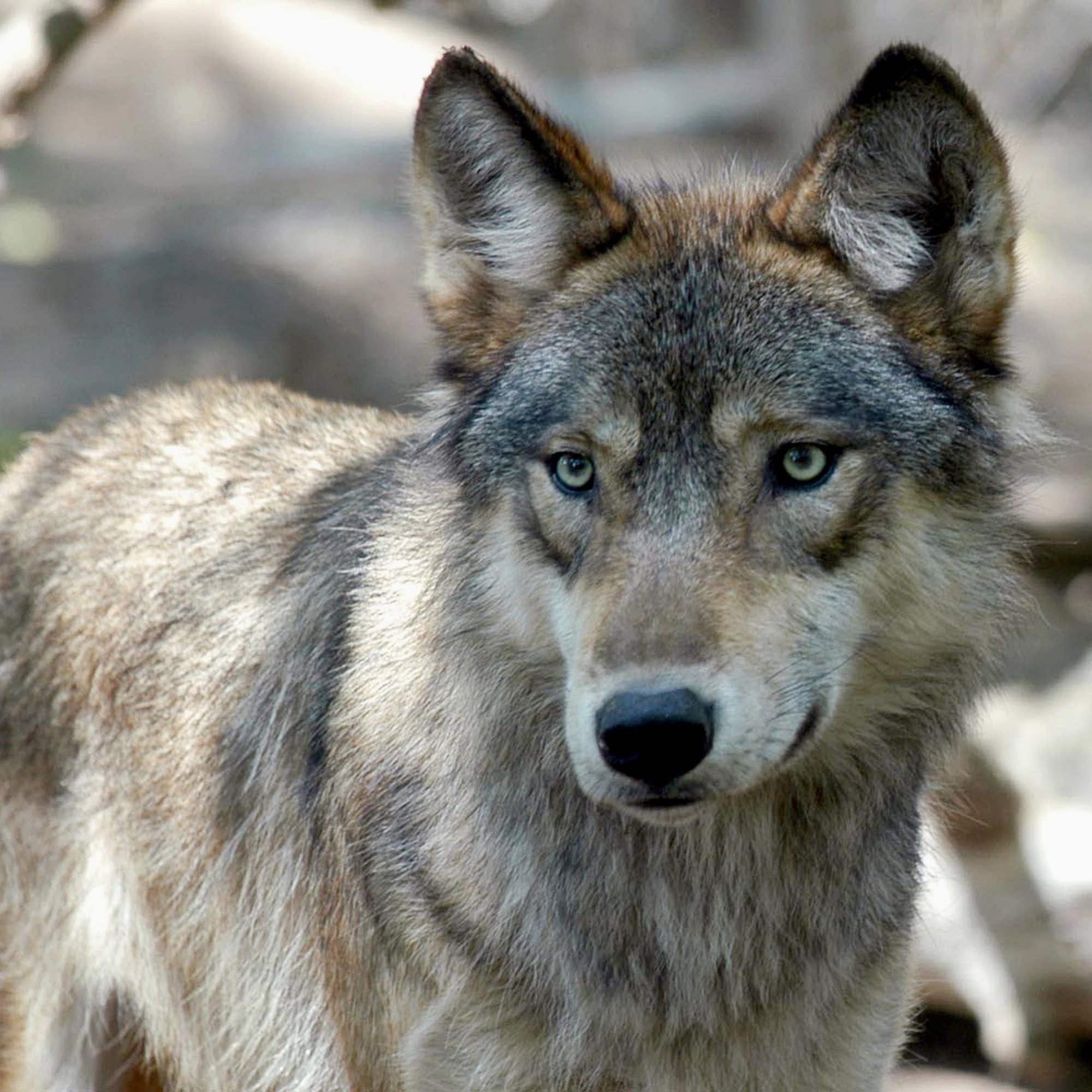 狼群和鬣狗群团战狼和人类灰熊美洲狮单挑谁会胜利