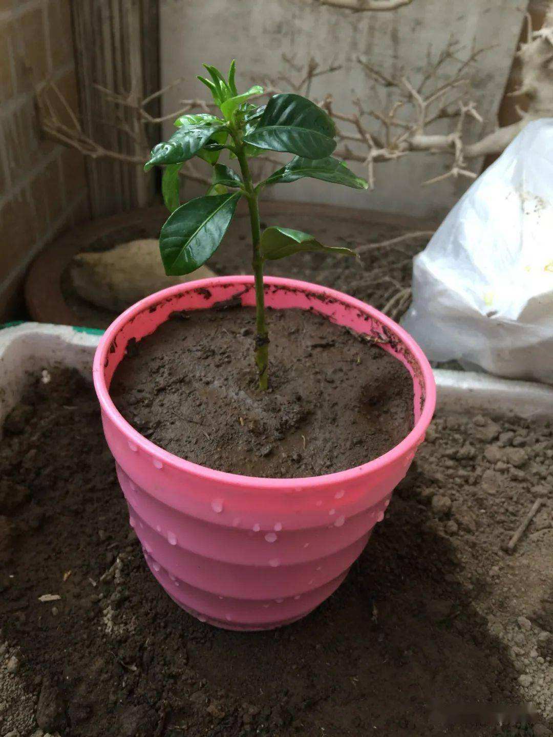 栀子花|播种|小苗_新浪新闻