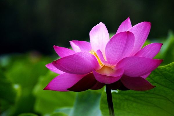 4幅莲花图哪幅最富贵测测测你能有钱又有名吗