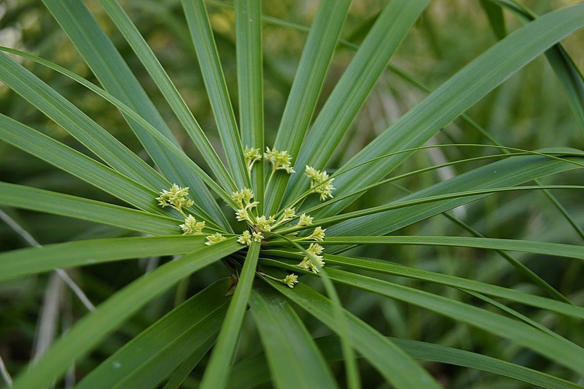 植株|铜钱草|水竹_新浪新闻