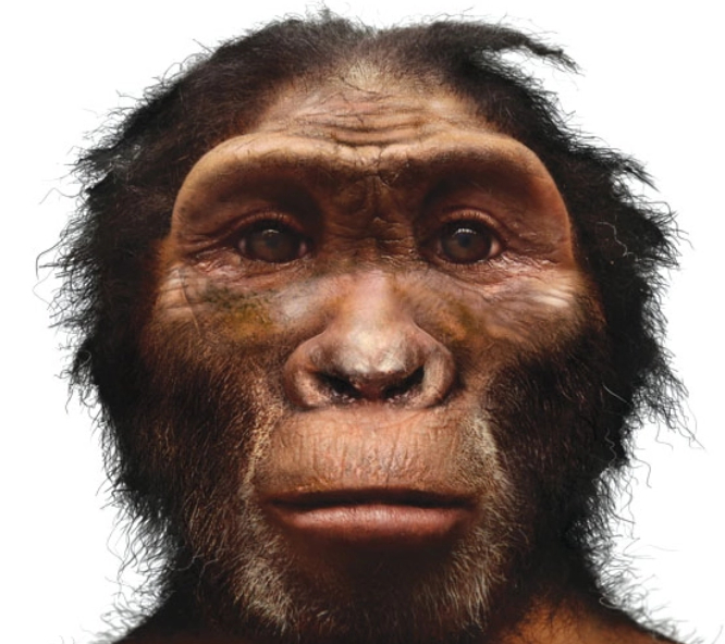 经过长时间的研究,又传出一个好消息,"能人"竟是介于古猿和直立人的人