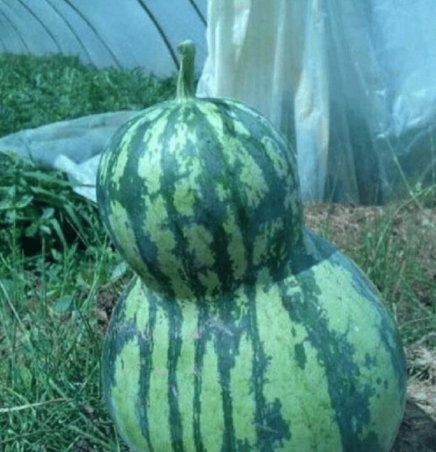 看到这一幕小编不禁想,是葫芦出轨了,还是西瓜变心了.