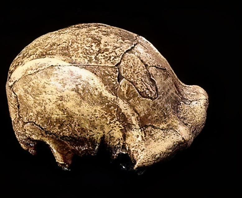 1960年,考古学家出土"能人"化石,他消失的理由值得深思