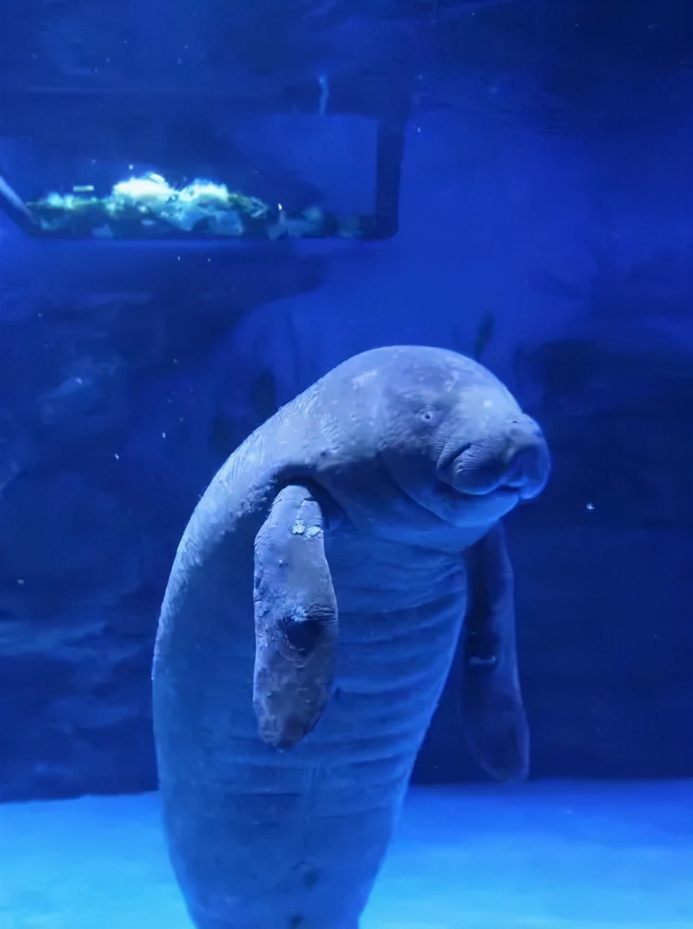 春节不远行,来烟台海昌渔人码头一日游,包你快乐赛神仙!